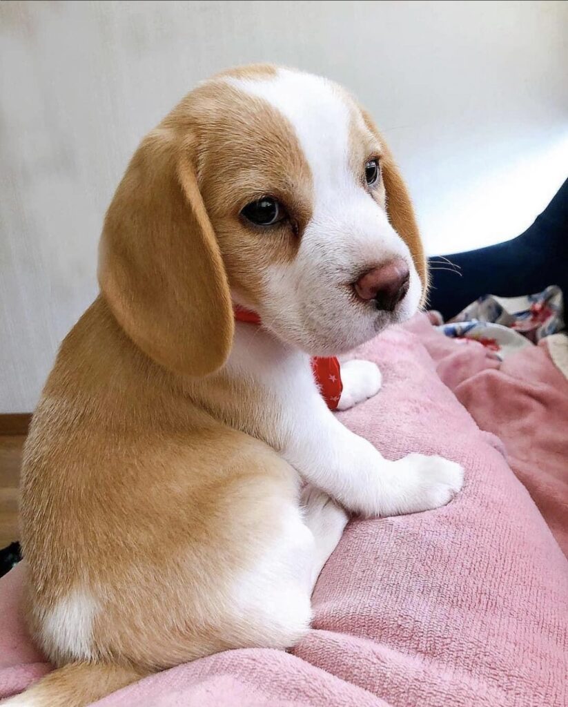 lemon brown beagle