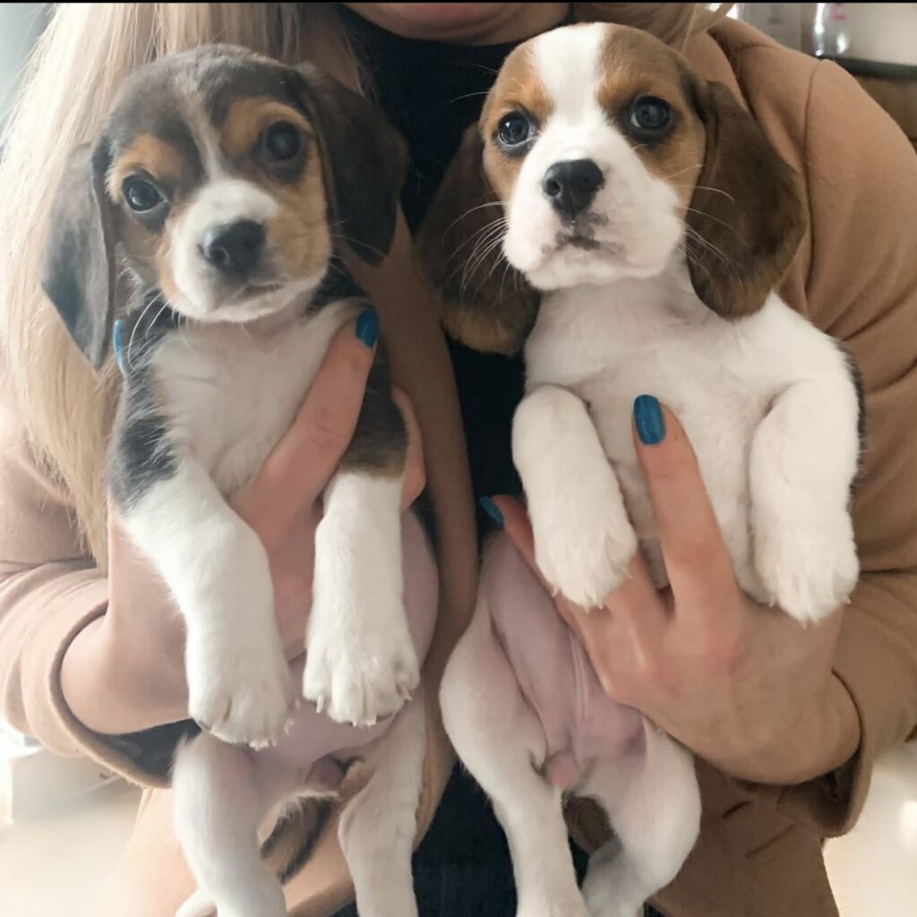 beagle puppies