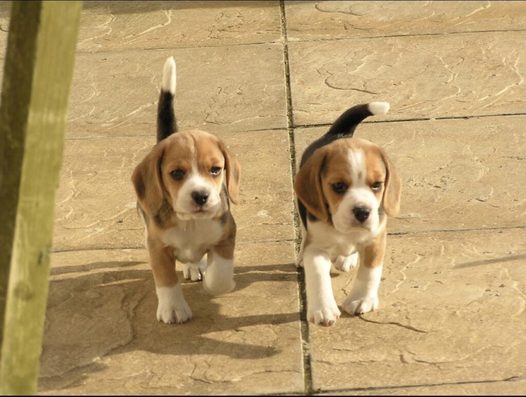 beagles puppies for sale and adoption